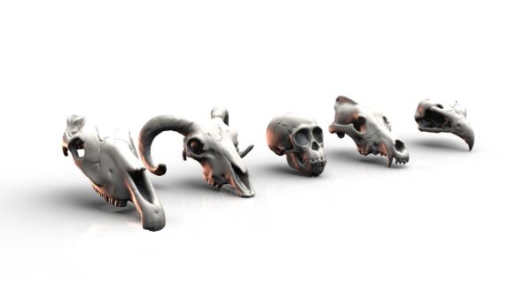 Animal Skulls