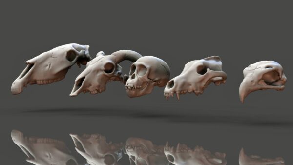 Animal Skulls