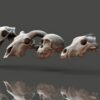 Animal Skulls